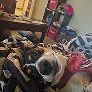 Luna is registered to the contest to win money with this photo: animal, black_and_white, blanket, books, canine, close_up, cozy, cute, dog, domestic_animal, fur, home, indoor, living_room, lying_down, pet, pink_harness, relaxed, resting, shelf