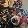 animal, black_and_white, blanket, books, canine, close_up, cozy, cute, dog, domestic_animal, fur, home, indoor, living_room, lying_down, pet, pink_harness, relaxed, resting, shelf