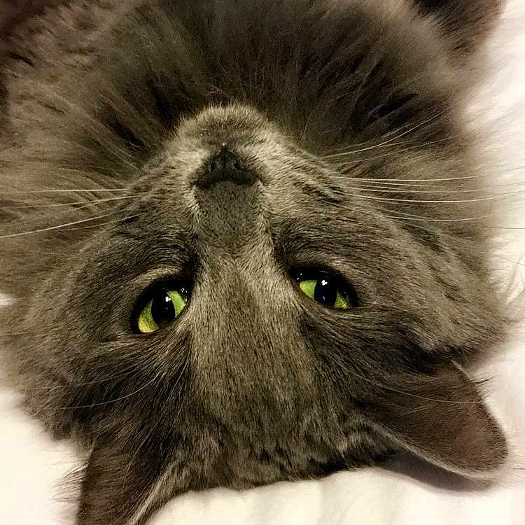 Sassy is registered to the contest to win money with this photo: abyssinian, angora, animal, blackcat, bodypart, cat, cushion, face, furniture, head, homedecor, kitten, manx, person, pet, photography, portrait, sleeping, snout, wood