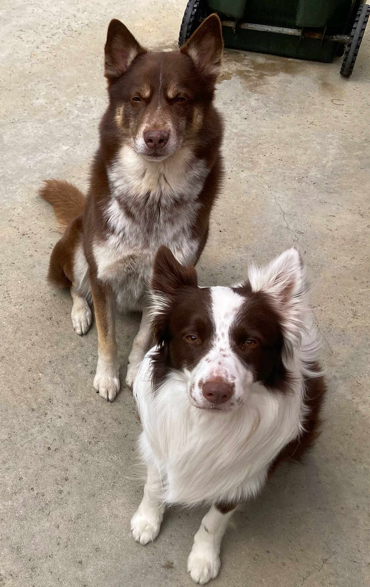 Bentley Marley is registered to the contest to win money with this photo: alert, animal, backyard, brown_dog, canine, companion, concrete, daylight, dog, domestic_animal, ears_up, fur, looking_at_camera, mammal, outdoor, pet, quiet, sitting, two_dogs, white_dog