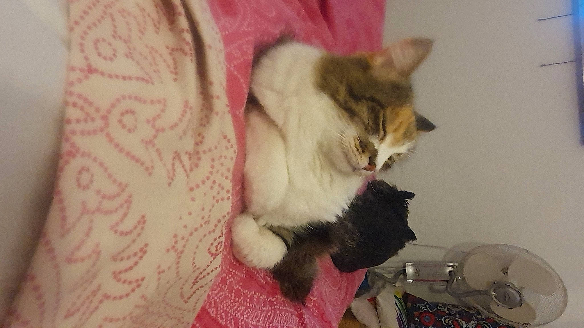 Isabelle a rejoint le concours — aidez-le/la à gagner de superbes lots ! box, carnivore, cat, cat_supply, claw, comfort, domestic_short_haired_cat, felidae, fur, lap, pattern, paw, room, small_to_medium_sized_cats, tail, whiskers