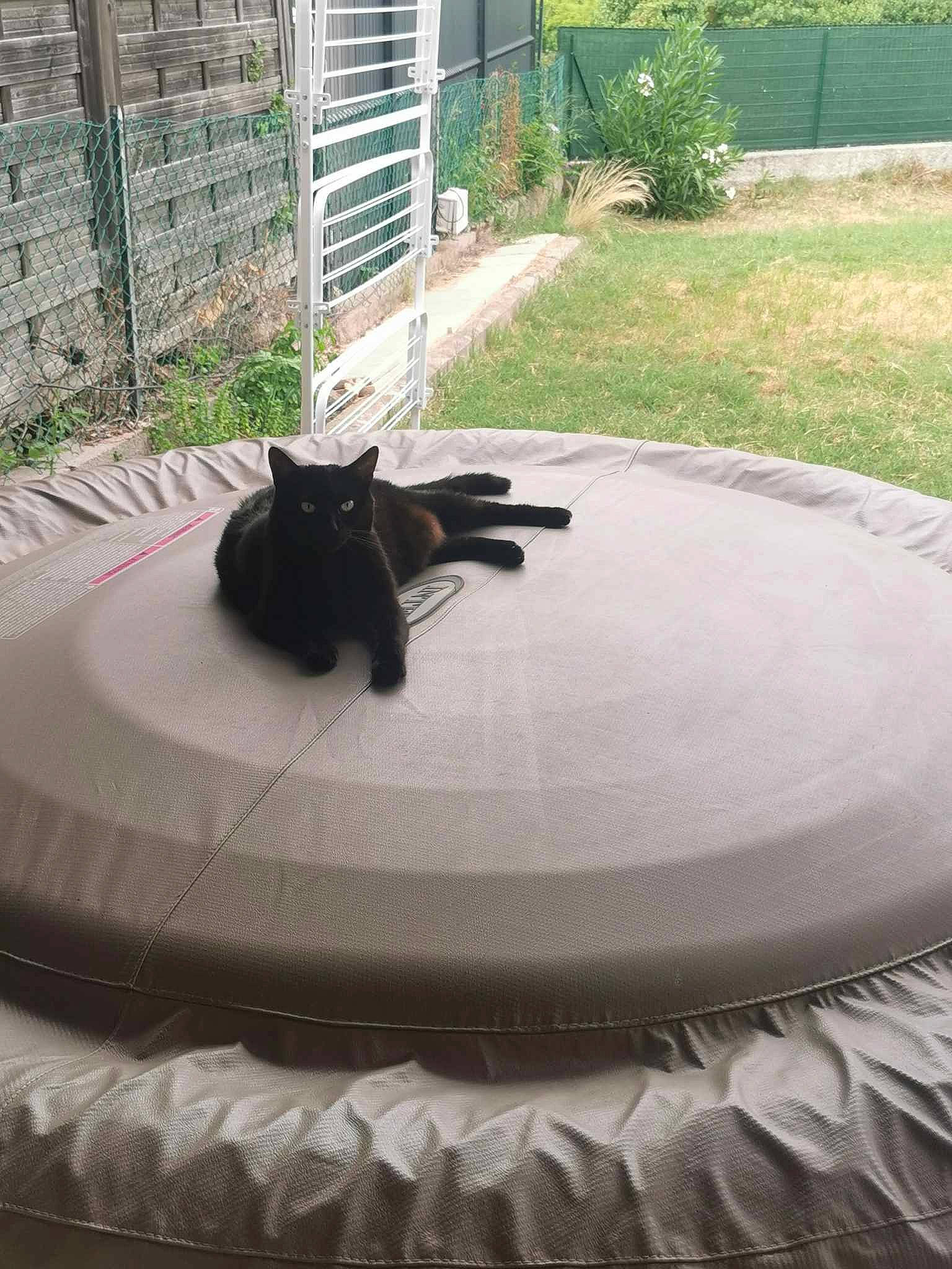 Kira participe au concours pour gagner de l'argent avec cette photo : automotive_tire, black_cat, carnivore, cat, felidae, flooring, garden, grass, landscaping, lawn, linens, outdoor_furniture, pet_supply, plant, rectangle, road_surface, shade, small_to_medium_sized_cats, tail, whiskers