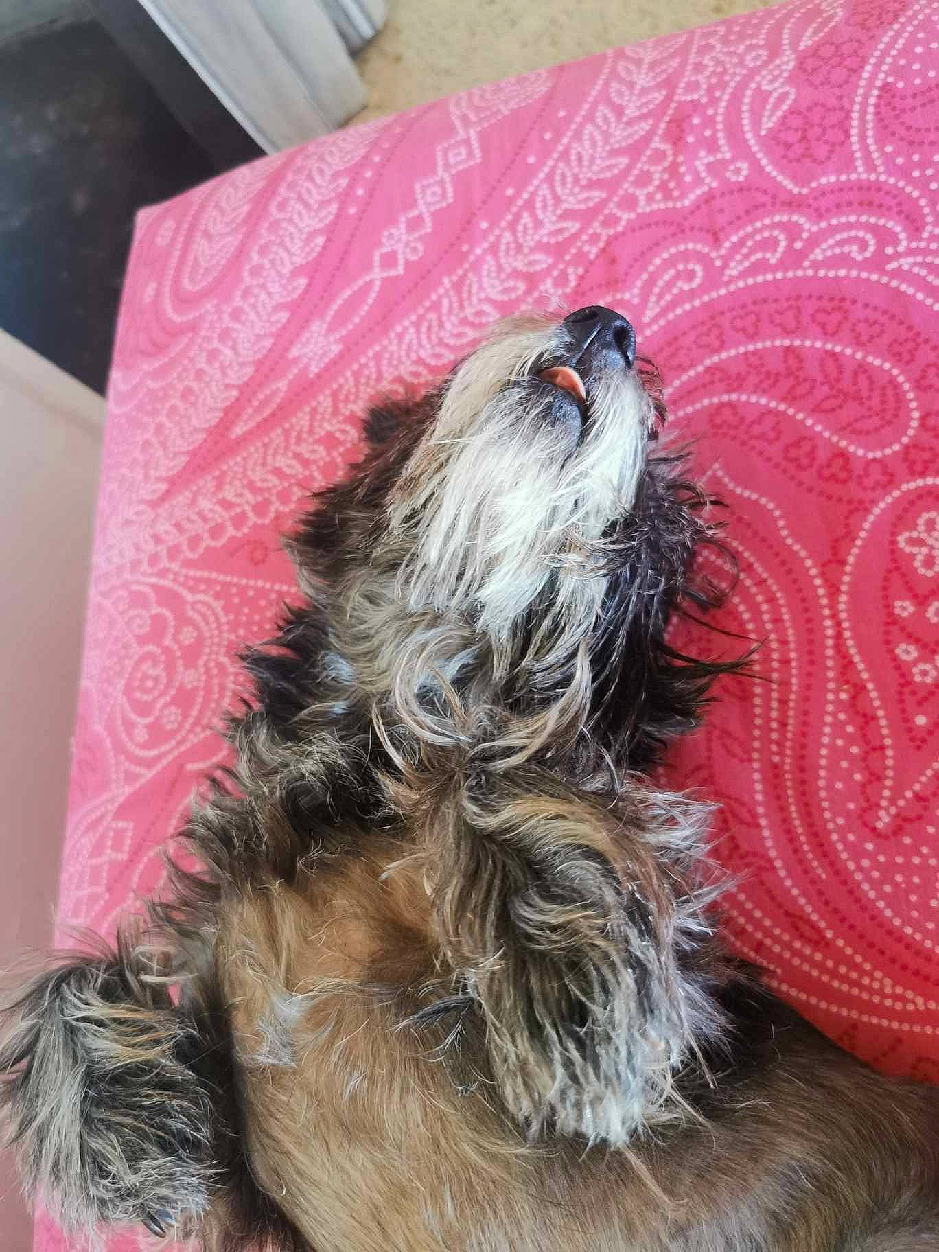 Tampy a rejoint le concours — aidez-le/la à gagner de superbes lots ! biewer_terrier, canidae, carnivore, companion_dog, dog, dog_breed, dog_supply, fur, liver, paw, pet_supply, small_terrier, snout, sporting_group, tail, terrier, toy_dog, working_animal, yorkipoo