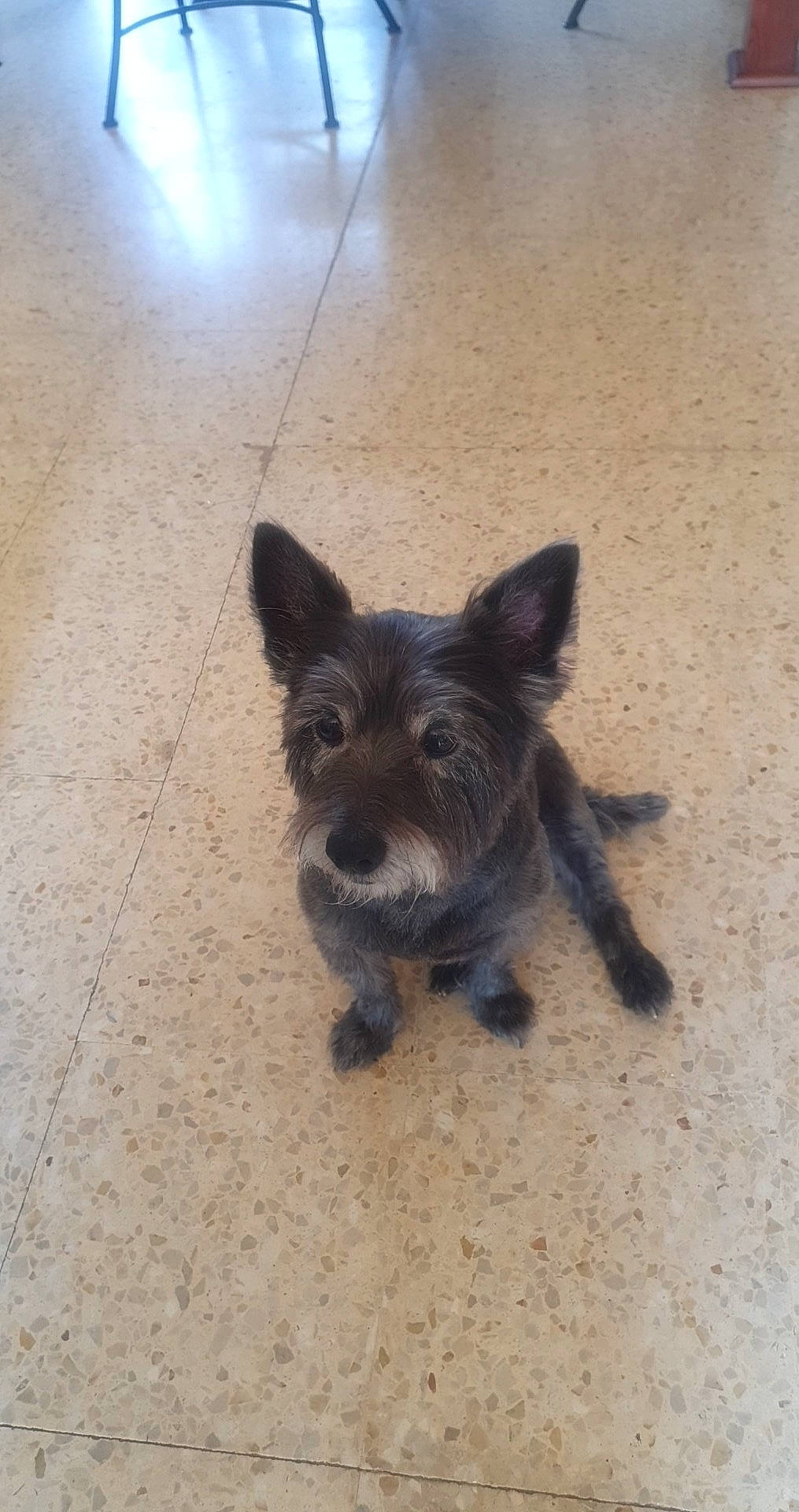 Tampy a rejoint le concours — aidez-le/la à gagner de superbes lots ! canidae, carnivore, companion_dog, dog, dog_breed, dog_supply, fawn, flooring, fur, liver, non_sporting_group, paw, small_terrier, sporting_group, tail, terrestrial_animal, terrier, toy_dog, working_animal, working_terrier