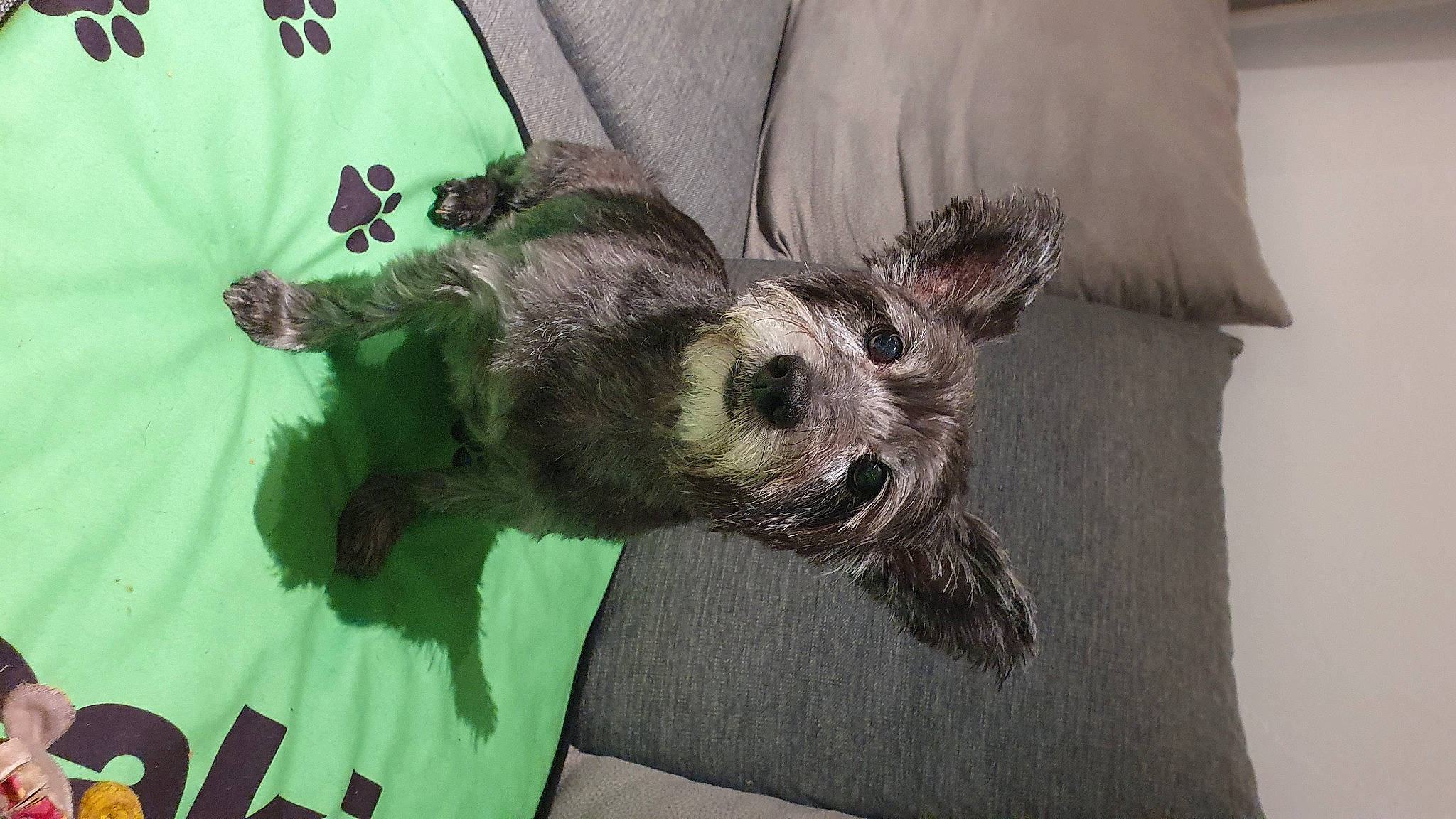 Tampy participe au concours pour gagner de l'argent avec cette photo : canidae, carnivore, chinese_crested_dog, comfort, companion_dog, dog, dog_breed, dog_supply, fawn, fur, linens, paw, schnauzer, sleeve, small_terrier, sporting_group, tail, terrier, toy_dog, working_animal