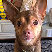 Jerry Lee is registered to the contest to win money with this photo: dog, small_dog, close_up, ears, brown_fur, pet, collar, indoor, portrait, animal, cute, alert, looking_at_camera, fur, whiskers, table, background, pattern, domestic_animal, companion