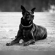 Popote a rejoint le concours — aidez-le/la à gagner de superbes lots ! dog, black_dog, canine, lying_down, dock, wooden_surface, outdoor, nature, pet, animal, portrait, calm, relaxed, side_view, chain_collar, monochrome, black_and_white, fur, ears_up, quiet