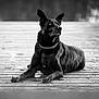 dog, black_dog, canine, lying_down, dock, wooden_surface, outdoor, nature, pet, animal, portrait, calm, relaxed, side_view, chain_collar, monochrome, black_and_white, fur, ears_up, quiet