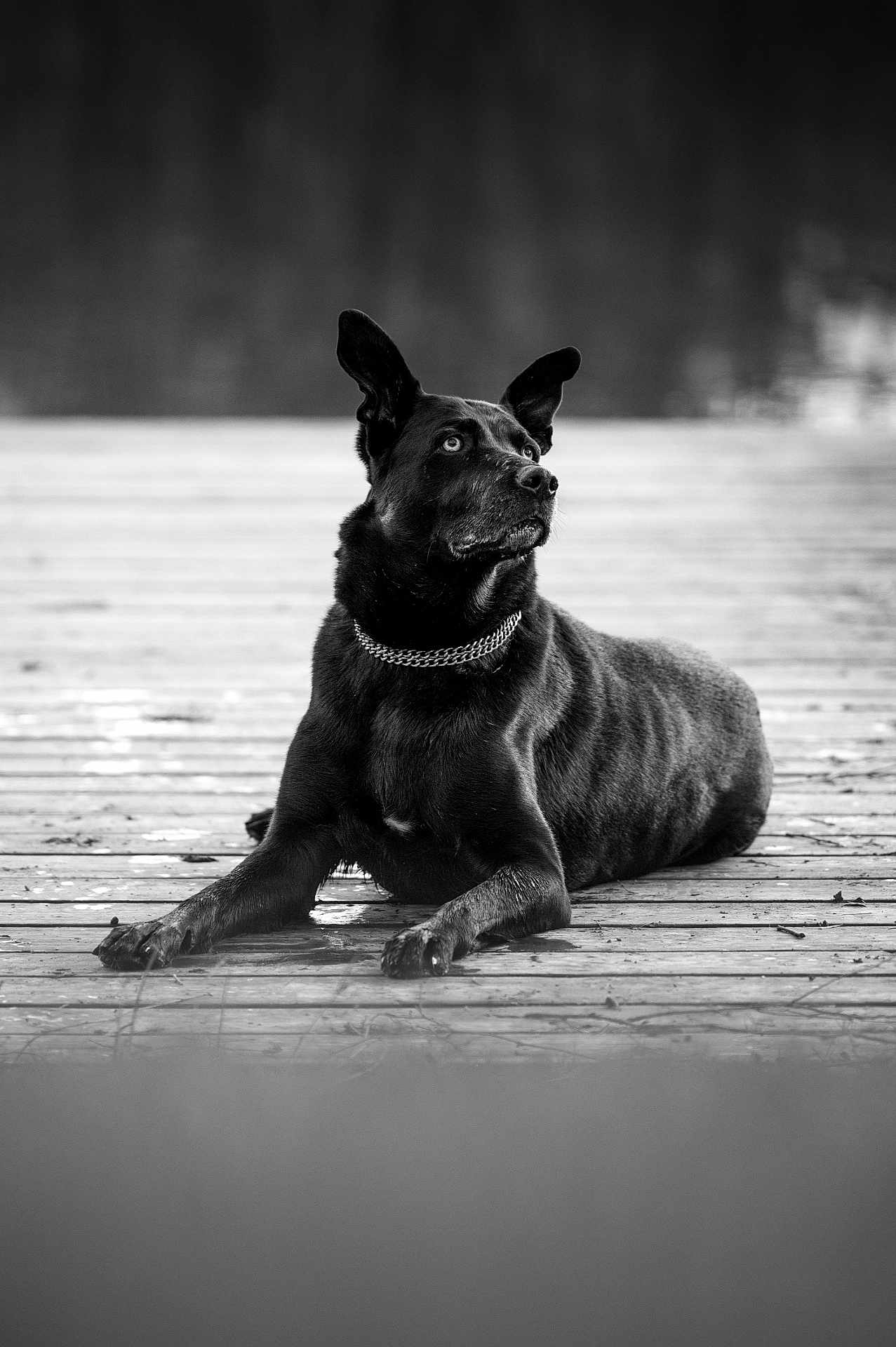 Popote a rejoint le concours — aidez-le/la à gagner de superbes lots ! dog, black_dog, canine, lying_down, dock, wooden_surface, outdoor, nature, pet, animal, portrait, calm, relaxed, side_view, chain_collar, monochrome, black_and_white, fur, ears_up, quiet