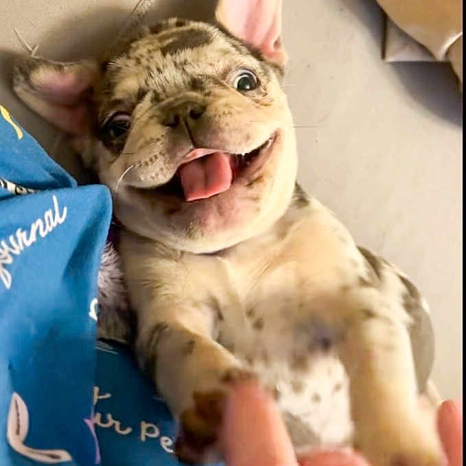 Bluey joined the competition — help win amazing prizes! animal, close_up, cute, dog, ears, expression, friendly, happy, human_hand, indoor, interaction, lying_down, paw, pet, playful, puppy, smiling, spots, tongue_out, young_dog