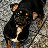 black_and_tan, black_background, camera_angle, canine, cute, dog, ears, eyes, funny, indoor, looking_up, nose, pet, portrait, puppy, short_hair, sitting, small_dog, text_overlay, tile_floor