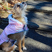 Tilly is registered to the contest to win money with this photo: dog, pet, pink_jacket, outdoor, path, wooden_steps, fur, curious, sitting, looking_up, shadow, leaf_litter, daylight, animal, canine, clothing, cute, nature, small_dog, fur_trim