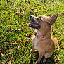 Tilly joined the competition — help win amazing prizes! dog, outdoor, grass, sunlight, autumn, leaves, pet, canine, happy, tongue_out, collar, nature, sitting, daytime, fur, ears, animal, cute, smiling, closeup
