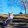 Tilly joined the competition — help win amazing prizes! dog, pink_jacket, outdoor, stairs, wooden_steps, tree, leafless_tree, sky, sunny, fall_leaves, pet, canine, nature, animal, sitting, fur, daytime, park, cold_weather, quiet