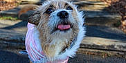 Tilly joined the competition — help win amazing prizes! dog, tongue_out, pink_jacket, scruffy, outdoor, pathway, wooden_steps, sunlight, pet, animal, cute, fur, closeup, playful, canine, nature, walking, happy, daylight, portrait