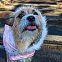 animal, canine, closeup, cute, daylight, dog, fur, happy, nature, outdoor, pathway, pet, pink_jacket, playful, portrait, scruffy, sunlight, tongue_out, walking, wooden_steps