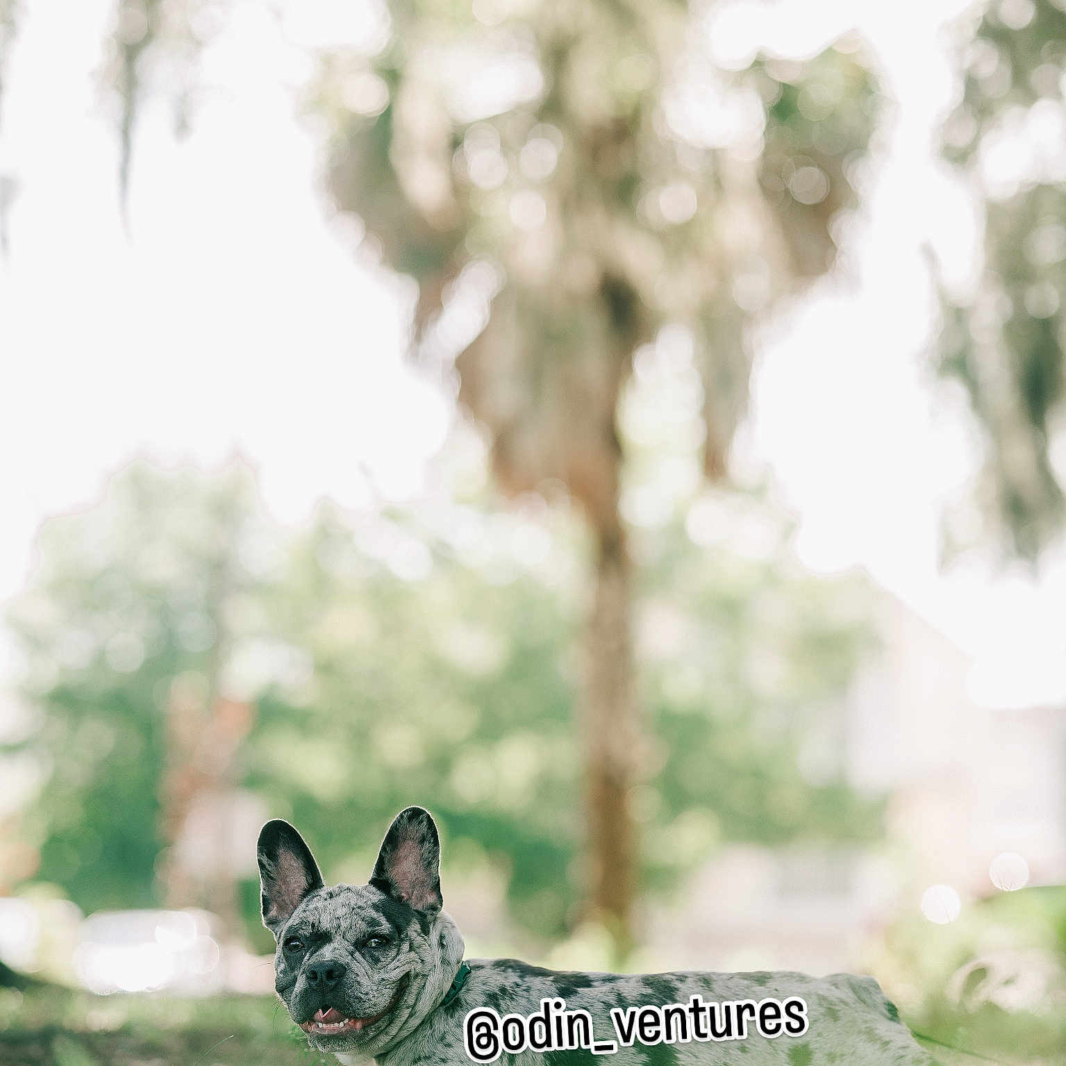 Odin Becerra is registered to the contest to win money with this photo: animal, bostonbull, boxer, bulldog, canine, dog, frenchbulldog, grass, outdoors, pet, pitbull, plant, puppy, snout, terrier, tree, whitedog