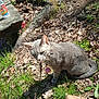 cat, gray_cat, collar, pink_tag, grass, dry_leaves, tree_roots, outdoor, nature, sunlight, pet, animal, ground, stone_bench, water_bottle, daylight, mammal, curious, sitting, close_up
