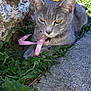 Chouchou a rejoint le concours — aidez-le/la à gagner de superbes lots ! animal, calm, cat, closeup, cute, ears, flower, grass, gray_cat, greenery, nature, outdoor, paws, pet, pink_leash, resting, stone_path, sunlight, whiskers, yellow_flower