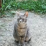 Chouchou participe au concours pour gagner de l'argent avec cette photo : alert, alone, animal, calm, cat, concrete, daylight, ears, fur, grass, gray_tabby, greenery, mammal, nature, outdoor, paws, pet, quiet, sitting, whiskers