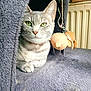 cat, gray_cat, tabby, green_eyes, pet, indoor, cat_house, plush_toy, cozy, carpet, animal, feline, resting, cute, closeup, domestic_cat, fur, whiskers, ears, relaxed