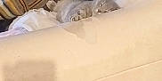 Chouchou a rejoint le concours — aidez-le/la à gagner de superbes lots ! cat, sleeping, couch, blanket, gray_cat, indoor, pet, relaxing, cozy, furniture, soft, resting, animal, cute, domestic, fur, home, nap, quiet, comfort
