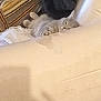 cat, sleeping, couch, blanket, gray_cat, indoor, pet, relaxing, cozy, furniture, soft, resting, animal, cute, domestic, fur, home, nap, quiet, comfort