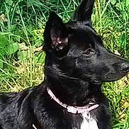 Oddysee joined the competition — help win amazing prizes! dog, black_dog, pet, animal, outdoors, grass, greenery, portrait, side_profile, pointed_ears, short_fur, collar, pink_collar, white_chest, lying_down, alert, serious_expression, nature, sunlight, close_up