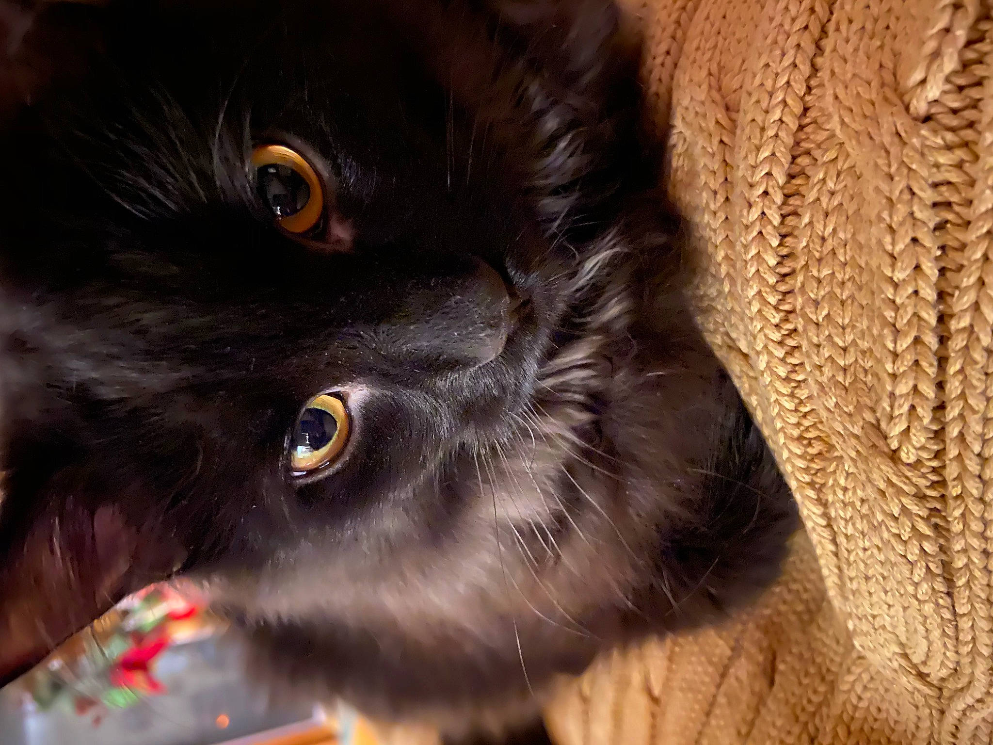 Romie joined the competition — help win amazing prizes! black_cat, bombay, carnivore, cat, domestic_short_haired_cat, felidae, fur, liver, small_to_medium_sized_cats, snout, terrestrial_animal, whiskers