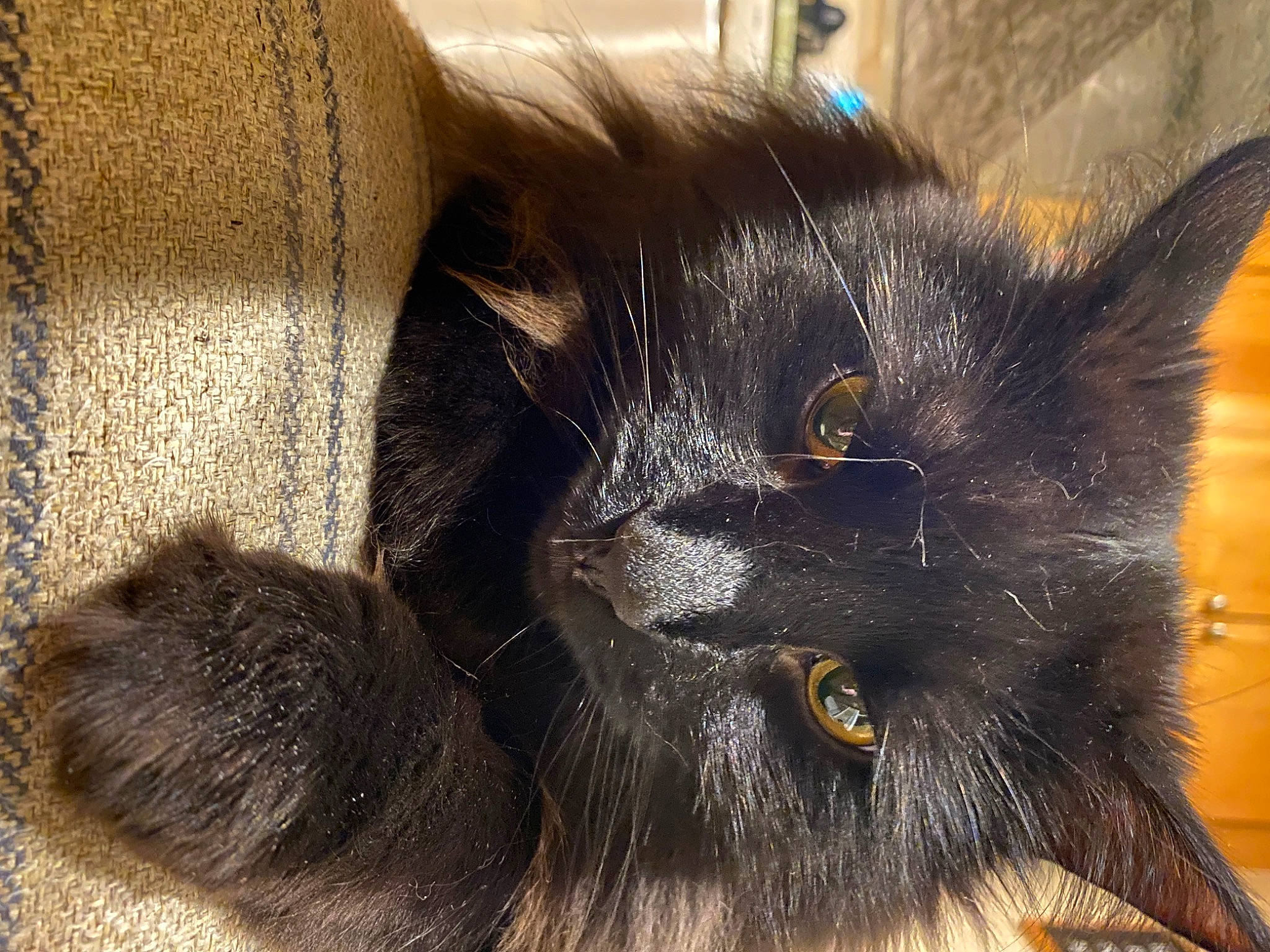 Romie is registered to the contest to win money with this photo: black_cat, bombay, carnivore, cat, cat_supply, claw, comfort, domestic_short_haired_cat, felidae, fur, grey, small_to_medium_sized_cats, snout, tail, terrestrial_animal, whiskers, window