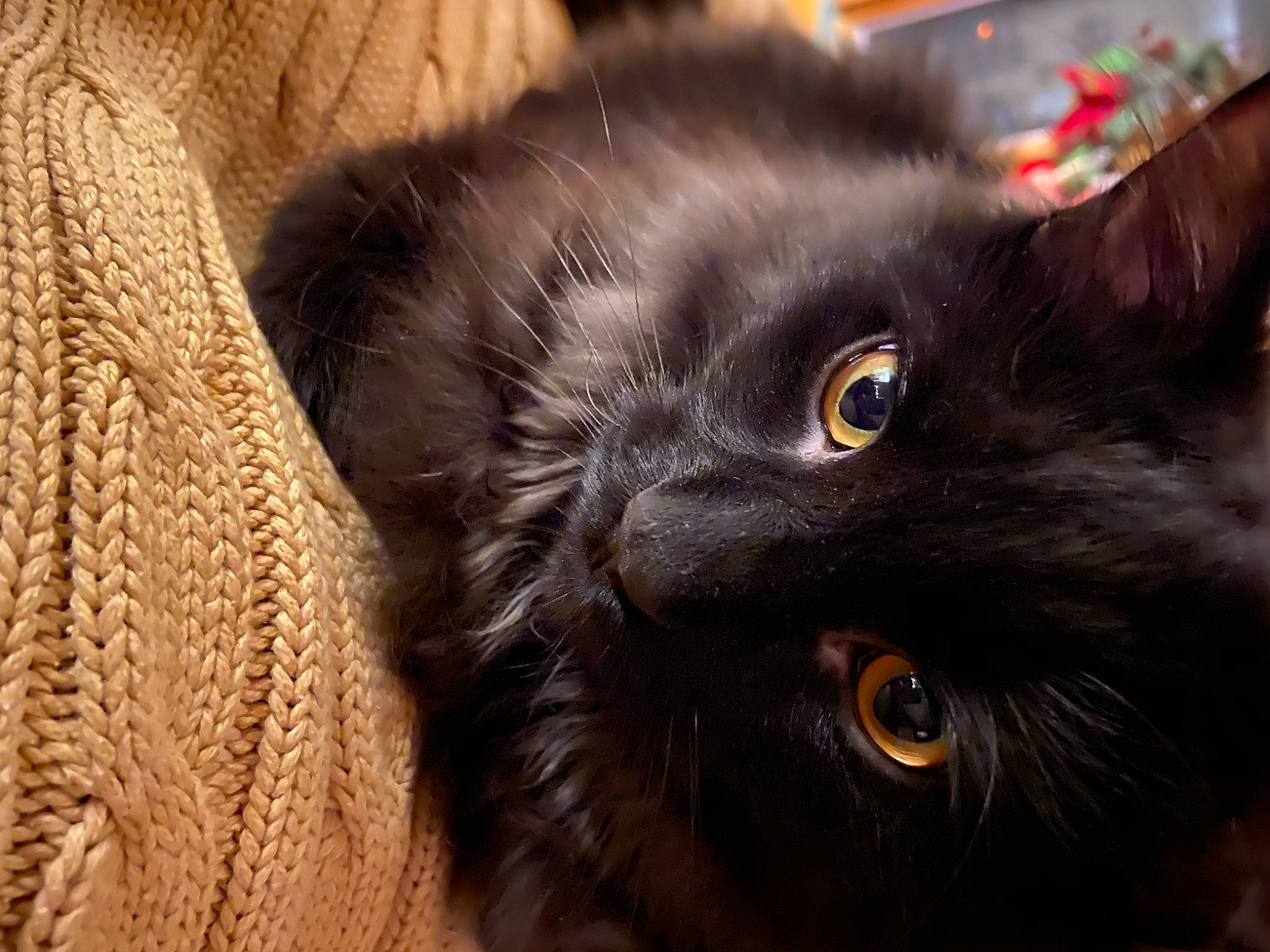 Romie joined the competition — help win amazing prizes! black_cat, carnivore, cat, domestic_short_haired_cat, felidae, fur, iris, plant, small_to_medium_sized_cats, snout, terrestrial_animal, whiskers, wood