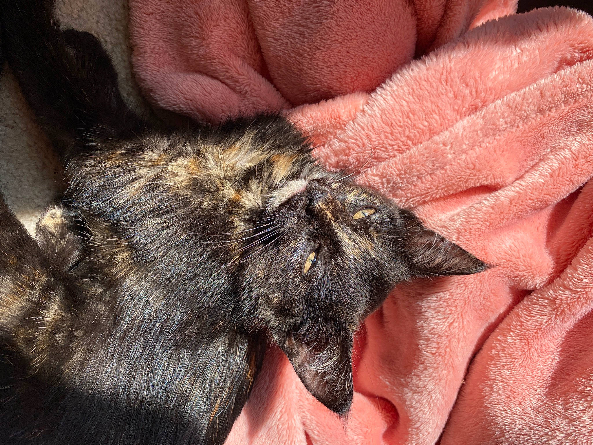 Dawn joined the competition — help win amazing prizes! arthropod, canidae, cat, claw, comfort, dog_breed, domestic_short_haired_cat, ear, felidae, foot, fur, liver, nail, nap, paw, small_to_medium_sized_cats, sporting_group, terrestrial_animal, whiskers, wildlife