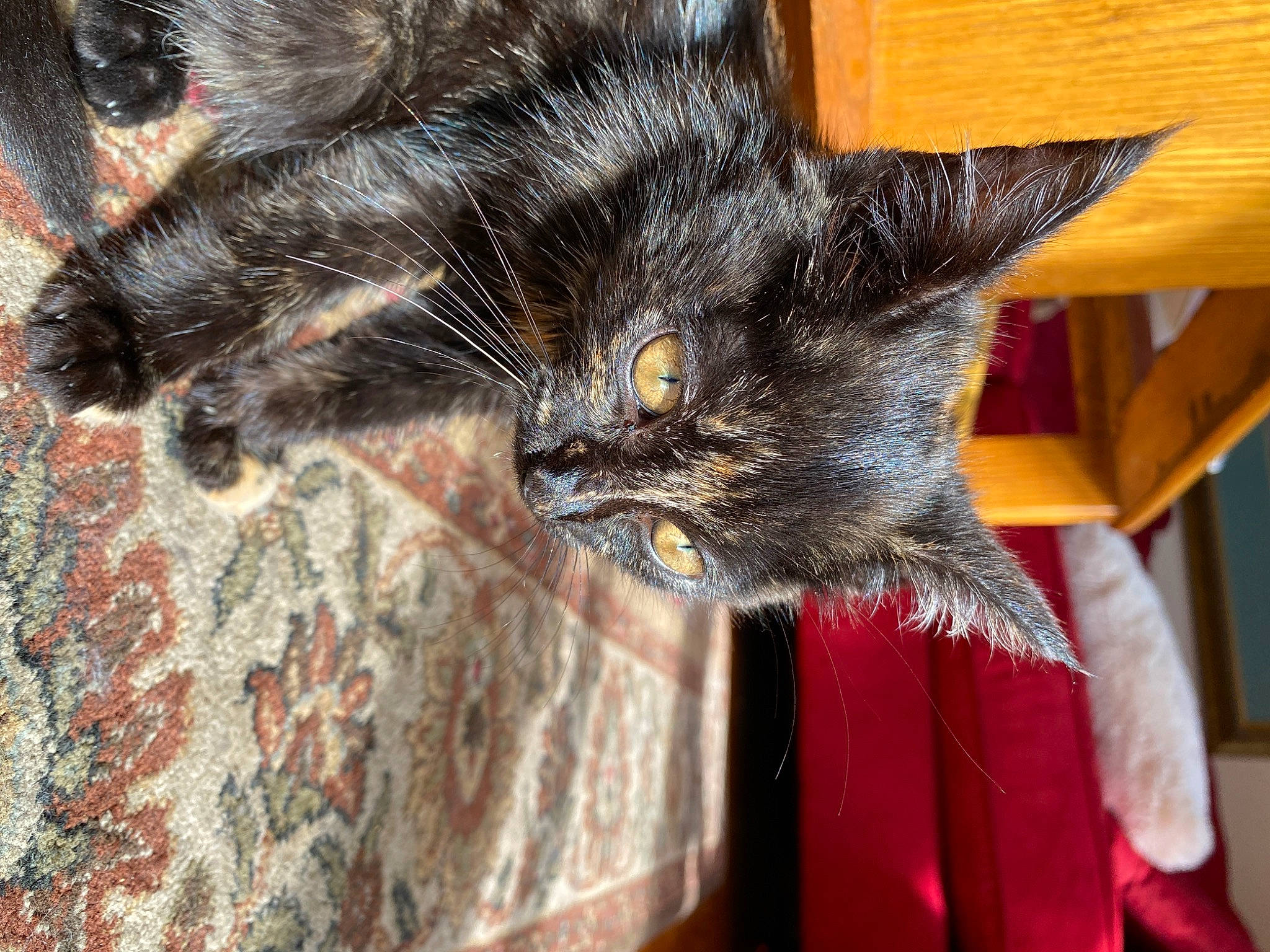 Dawn is registered to the contest to win money with this photo: black_cat, carnivore, cat, claw, domestic_short_haired_cat, ear, eye, felidae, fur, paw, small_to_medium_sized_cats, snout, tail, tree, whiskers, wood