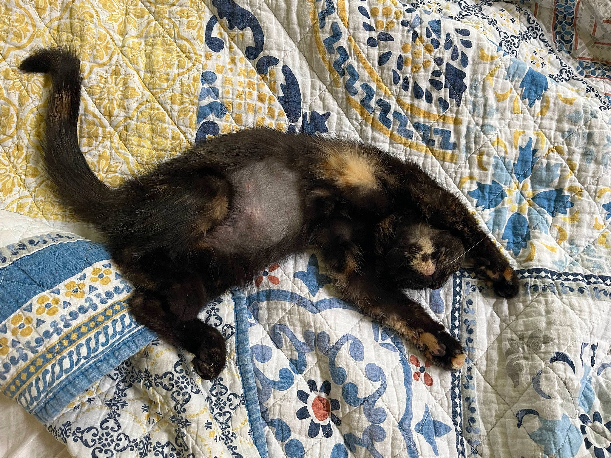 Dawn joined the competition — help win amazing prizes! black_cat, canidae, carnivore, cat, claw, comfort, dog_breed, domestic_short_haired_cat, felidae, fur, linens, nap, pattern, paw, small_to_medium_sized_cats, snout, sporting_group, tail, terrestrial_animal, whiskers