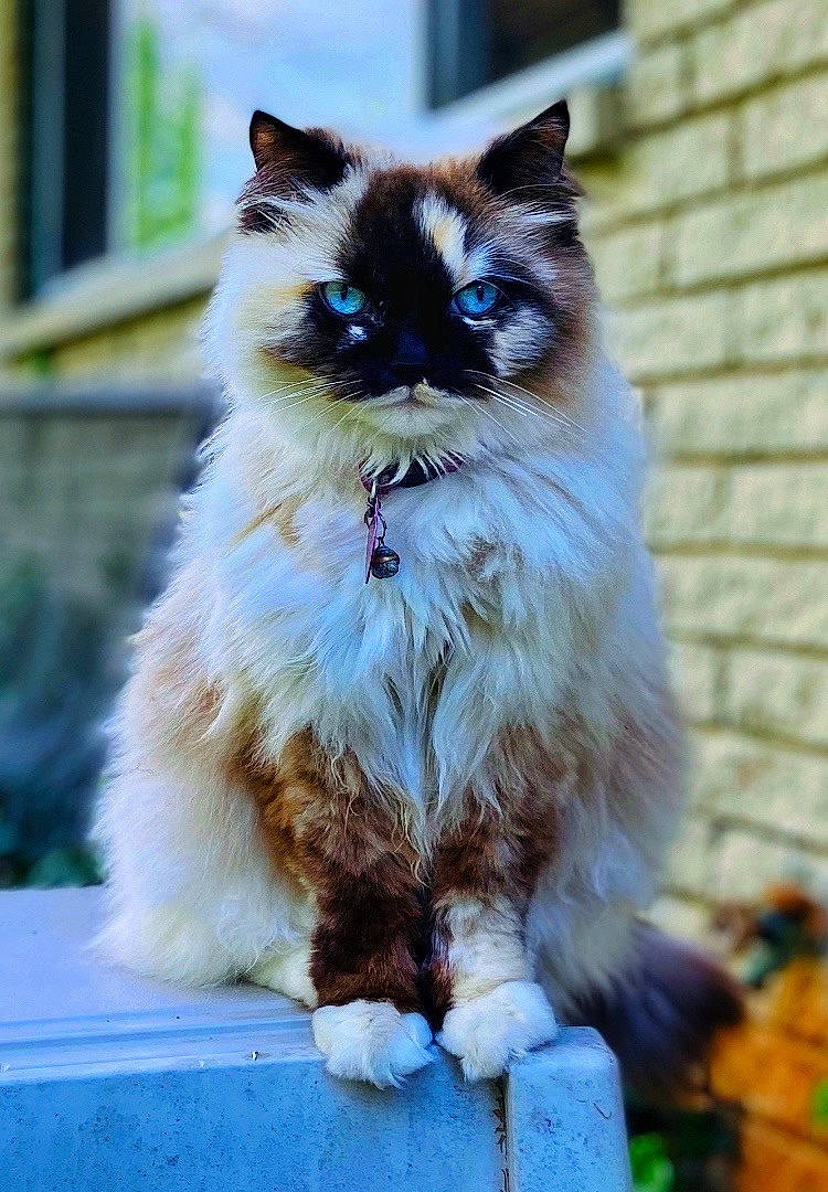 Cleo Purrtra joined the competition — help win amazing prizes! balinese, birman, carnivore, cat, electric_blue, fawn, felidae, fur, grass, plant, ragdoll, siamese, small_to_medium_sized_cats, snout, tail, thai, tree, whiskers, window, wood