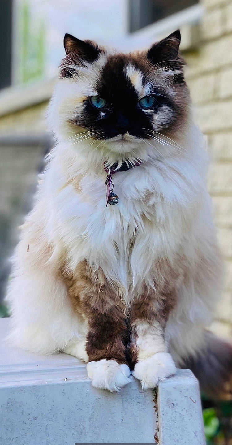 Cleo Purrtra joined the competition — help win amazing prizes! balinese, birman, carnivore, cat, fawn, felidae, fur, iris, plant, ragdoll, siamese, small_to_medium_sized_cats, snout, tail, terrestrial_animal, thai, whiskers