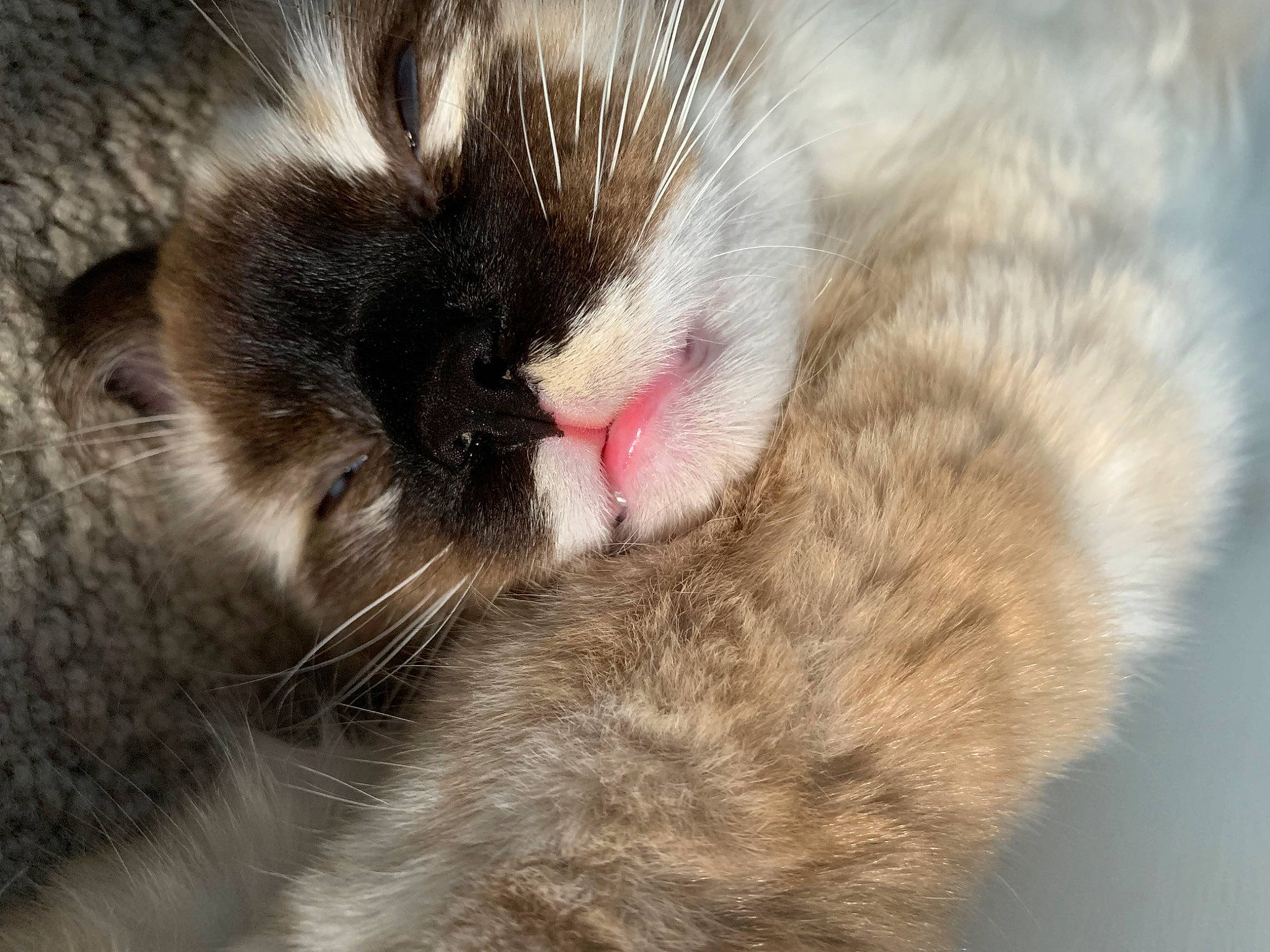 Cleo Purrtra is registered to the contest to win money with this photo: carnivore, cat, claw, comfort, domestic_short_haired_cat, fawn, felidae, fur, nap, paw, sleep, small_to_medium_sized_cats, snout, tail, terrestrial_animal, whiskers