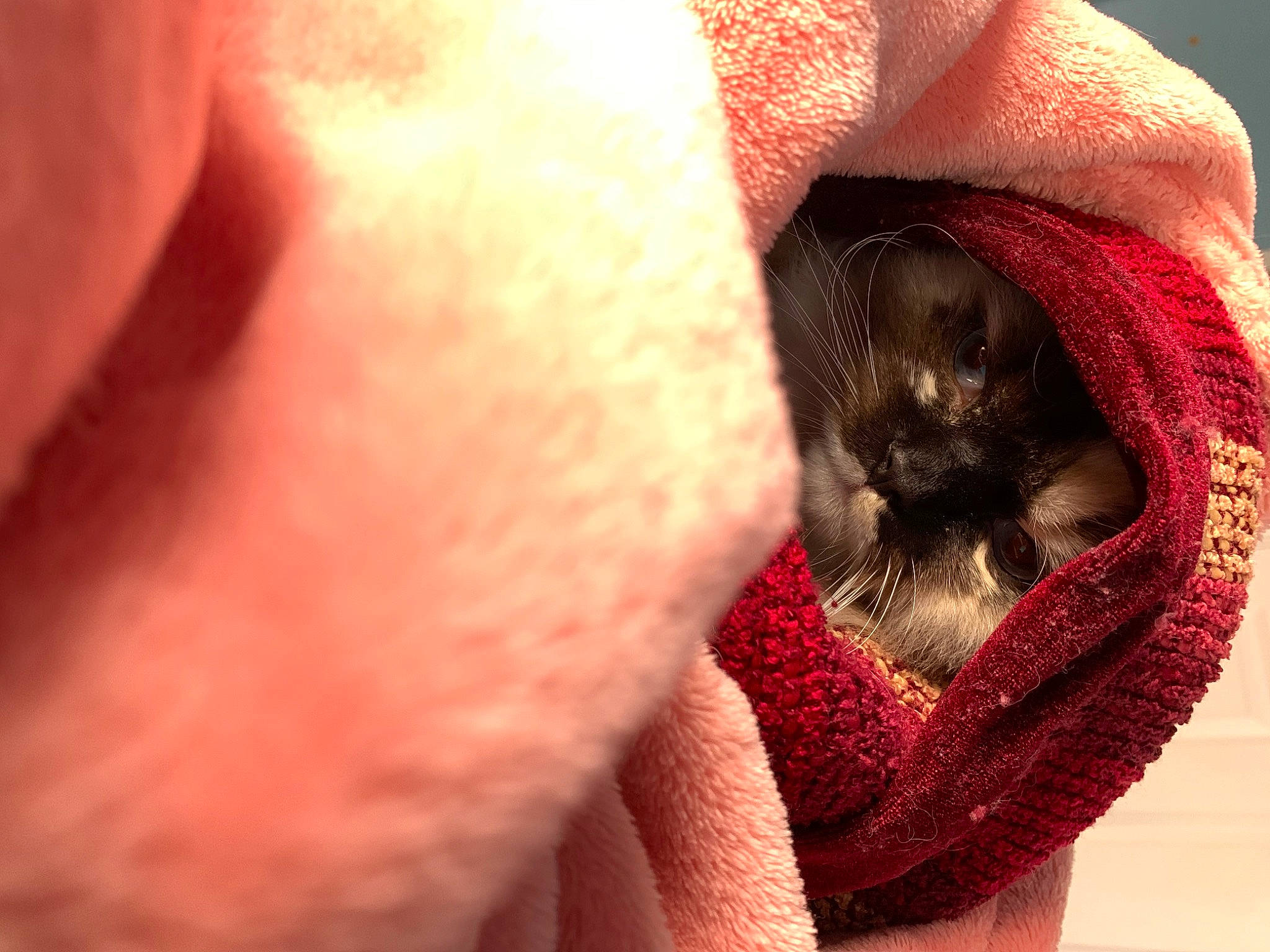 Cleo Purrtra joined the competition — help win amazing prizes! carnivore, cat, close_up, comfort, companion_dog, dog_breed, ear, fawn, felidae, finger, fur, gesture, magenta, paw, pink, small_to_medium_sized_cats, snout, sporting_group, tail, whiskers