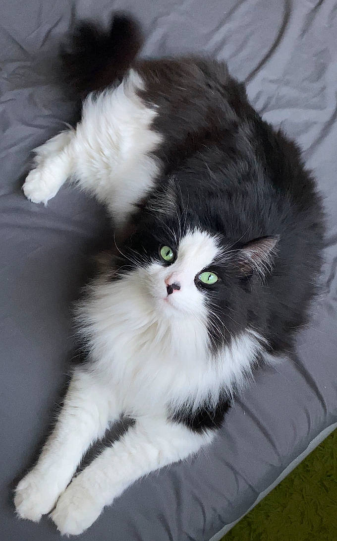 Fígaro joined the competition — help win amazing prizes! british_longhair, carnivore, cat, claw, felidae, fur, grass, paw, small_to_medium_sized_cats, tail, terrestrial_animal, whiskers