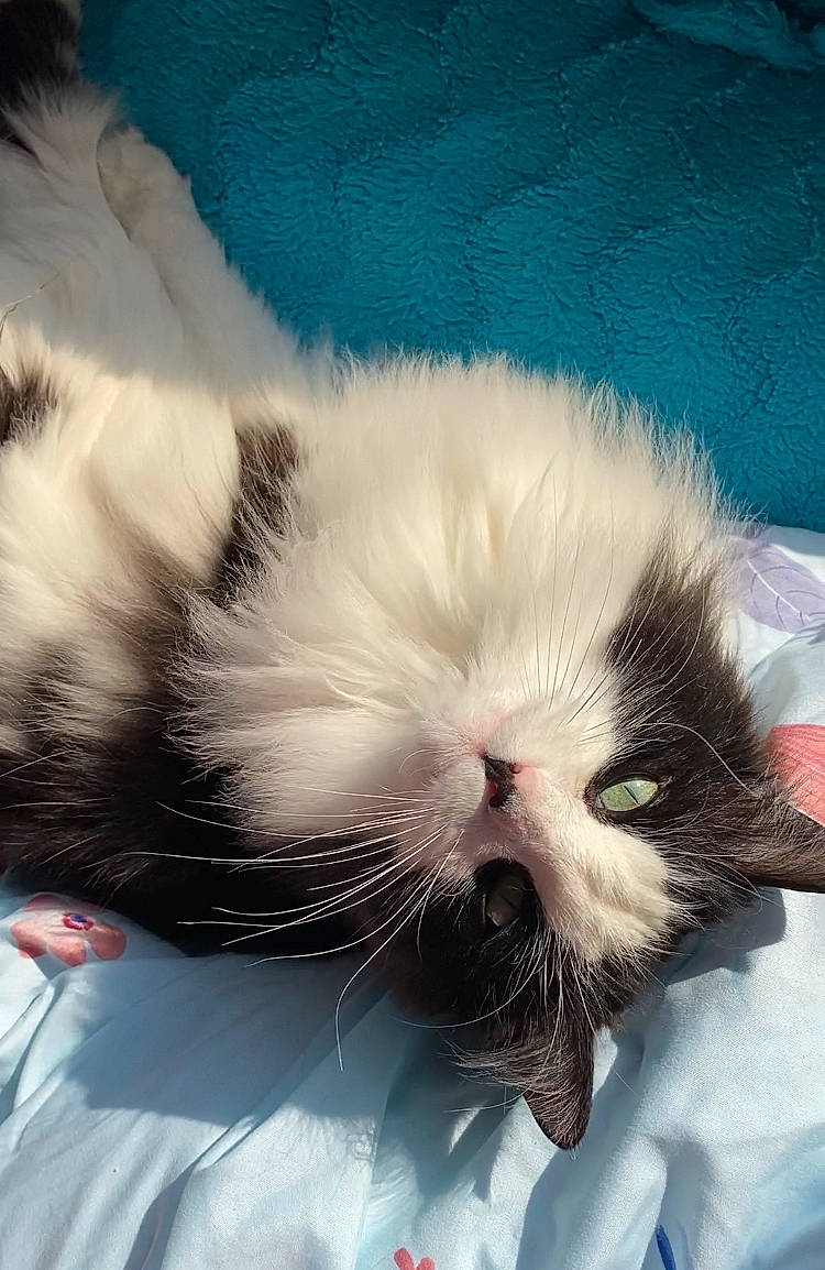 Fígaro is registered to the contest to win money with this photo: carnivore, cat, claw, comfort, domestic_short_haired_cat, eye, felidae, foot, fur, head, mammal, nap, paw, petal, sleep, small_to_medium_sized_cats, snout, tail, vertebrate, whiskers