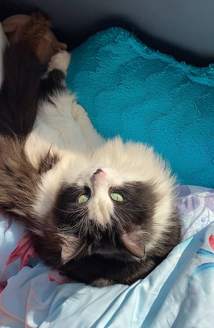 Fígaro is registered to the contest to win money with this photo: beard, carnivore, cat, cat_bed, claw, cloud, comfort, companion_dog, domestic_short_haired_cat, eye, felidae, foot, fur, linens, paw, small_to_medium_sized_cats, snout, square, tail, whiskers