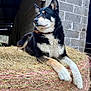 Nikita participe au concours pour gagner de l'argent avec cette photo : dog, hay_bale, barn, animal, resting, fur, black_and_white, ears, collar, outdoor, rural, concrete_wall, farm, pet, relaxed, side_view, paw, snout, calm, domestic_animal