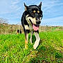 Nikita a rejoint le concours — aidez-le/la à gagner de superbes lots ! dog, black_dog, tan_dog, grass, field, outdoor, sunny, sky, nature, happy, tongue_out, walking, animal, pet, canine, greenery, daylight, ears_up, close_up, landscape
