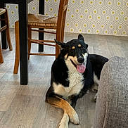 Nikita a rejoint le concours — aidez-le/la à gagner de superbes lots ! dog, canine, pet, indoor, floor, wooden_floor, chair, table, crossed_paws, happy, tongue_out, black_and_tan, fur, animal, resting, home, wallpaper, patterned_wallpaper, furniture, domestic