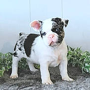 Marshall is registered to the contest to win money with this photo: animal, background, black_and_white, carpet, curious, cute, dog, ear, floor, fur, greenery, indoor, leaf, pet, plant, portrait, puppy, spotted, standing, young