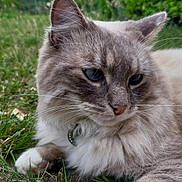 Amon participe au concours pour gagner de l'argent avec cette photo : animal, blue_eyes, calm, cat, close_up, collar, daytime, ears, feline, fluffy, grass, leaf, nature, outdoor, paw, pet, portrait, relaxed, soft_fur, whiskers