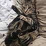 Jim is registered to the contest to win money with this photo: cat, tabby_cat, pet, animal, feline, bedspread, indoor, cute, playful, lying_down, paws, fur, whiskers, ears, eyes, resting, cozy, domestic, striped, young_cat