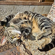 Jim joined the competition — help win amazing prizes! cat, tabby, outdoor, sunlight, relaxed, playful, dirt, stone, fur, whiskers, animal, pet, closeup, yellow_eyes, paw, tail, ear, nature, ground, sunny