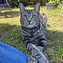 Jim joined the competition — help win amazing prizes! cat, tabby, grass, outdoor, garden, paws, crossed_paws, relaxed, sunlight, feline, pet, collar, greenery, blue_blanket, nature, animal, mammal, whiskers, ears, portrait
