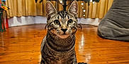 Jim is registered to the contest to win money with this photo: cat, tabby_cat, christmas_tree, ornaments, lights, wooden_floor, curtains, indoor, pet, animal, furniture, bean_bag, holiday, decorations, festive, sitting, cute, whiskers, eyes, tail
